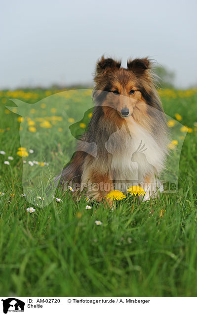 Sheltie / Shetland Sheepdog / AM-02720