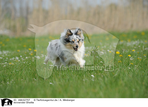 rennender Sheltie / running Shetland Sheepdog / AM-02757