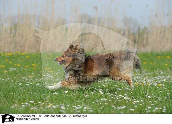 rennender Sheltie / running Shetland Sheepdog / AM-02759