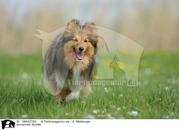rennender Sheltie / running Shetland Sheepdog / AM-02764