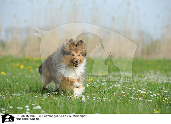 rennender Sheltie / running Shetland Sheepdog / AM-02766