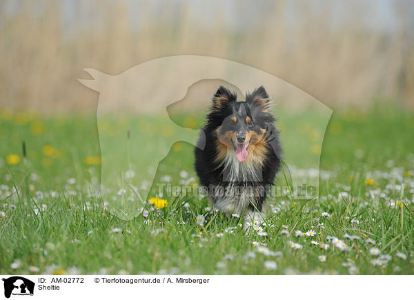 Sheltie / Shetland Sheepdog / AM-02772