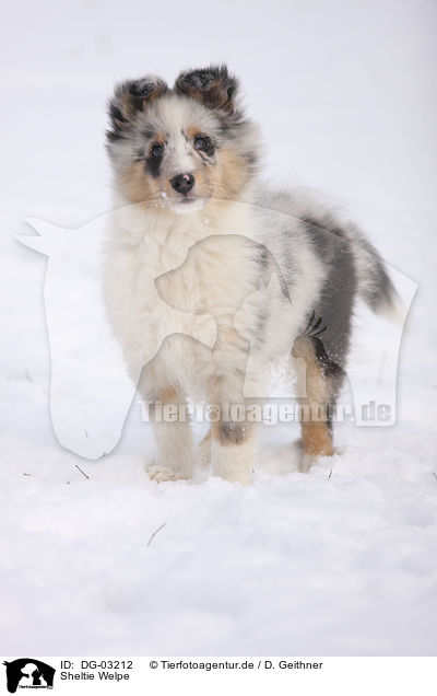 Sheltie Welpe / DG-03212
