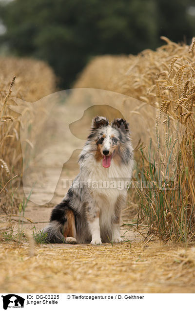 junger Sheltie / young Shetland Sheepdog / DG-03225