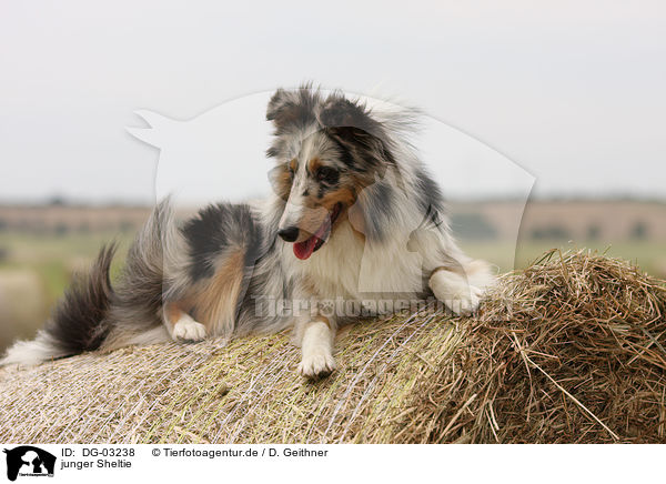 junger Sheltie / young Shetland Sheepdog / DG-03238