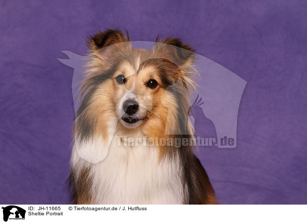 Sheltie Portrait / Shetland Sheepdog Portrait / JH-11665