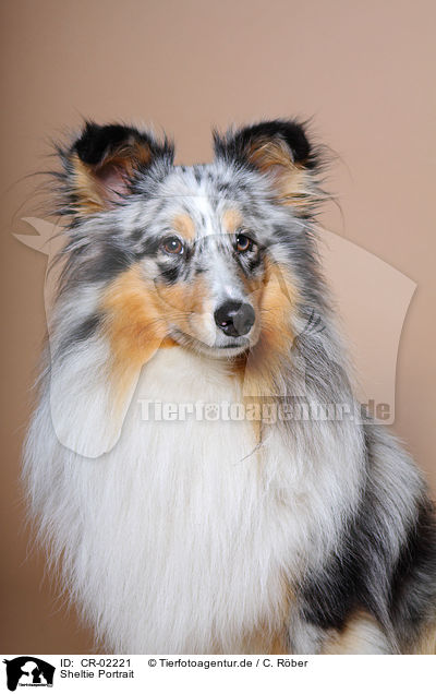 Sheltie Portrait / Shetland Sheepdog Portrait / CR-02221