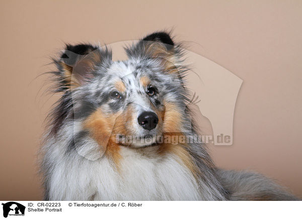 Sheltie Portrait / Shetland Sheepdog Portrait / CR-02223