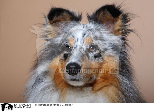 Sheltie Portrait / Shetland Sheepdog Portrait / CR-02226