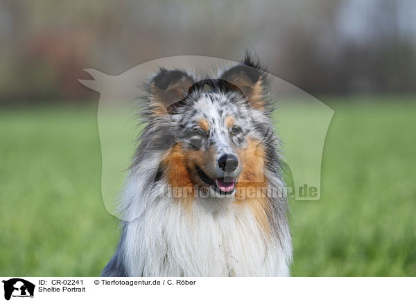 Sheltie Portrait / Shetland Sheepdog Portrait / CR-02241