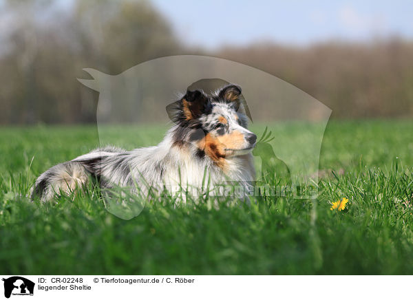 liegender Sheltie / CR-02248