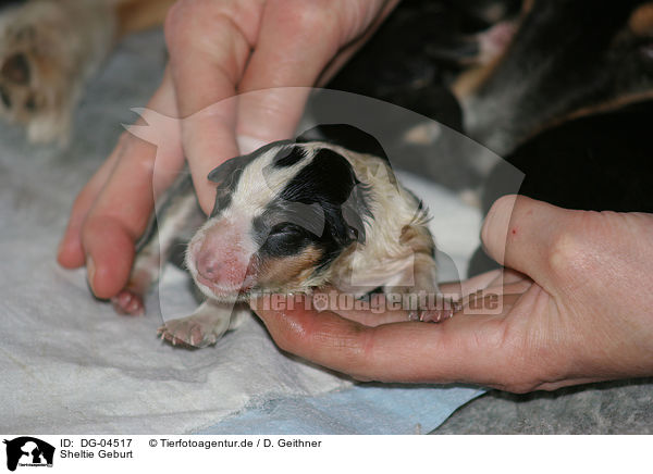 Sheltie Geburt / Shetland Sheepdog birth / DG-04517