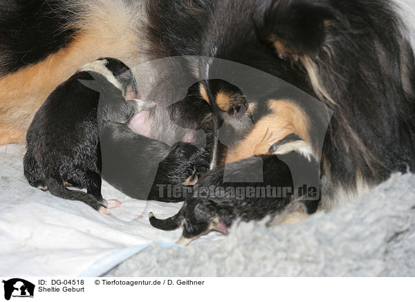 Sheltie Geburt / DG-04518