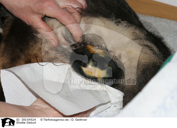 Sheltie Geburt / Shetland Sheepdog birth / DG-04524