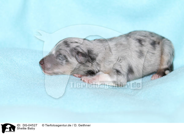 Sheltie Baby / Shetland Sheepdog Baby / DG-04527