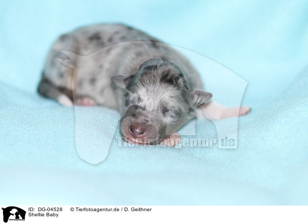 Sheltie Baby / Shetland Sheepdog Baby / DG-04528
