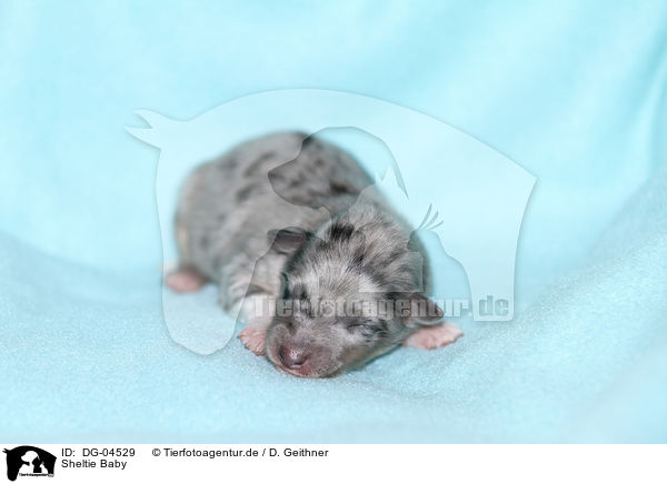 Sheltie Baby / DG-04529