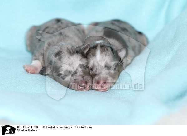 Sheltie Babys / Shetland Sheepdog Babys / DG-04530