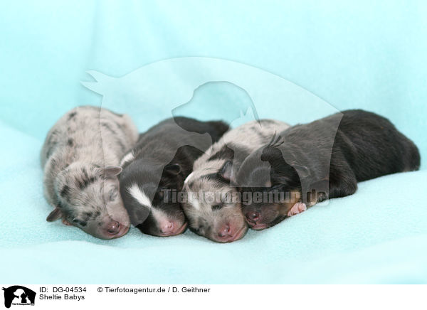 Sheltie Babys / Shetland Sheepdog Babys / DG-04534