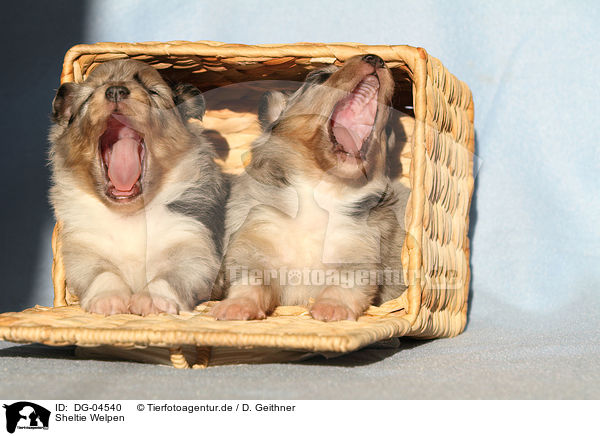 Sheltie Welpen / DG-04540