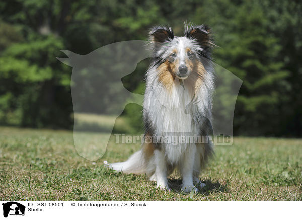 Sheltie / SST-08501
