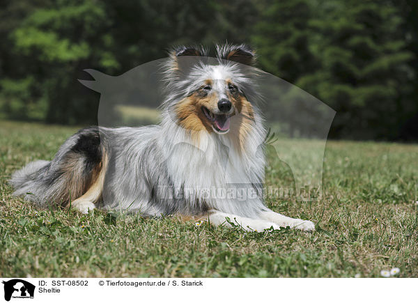 Sheltie / SST-08502
