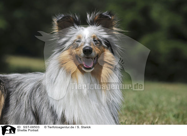 Sheltie Portrait / SST-08503