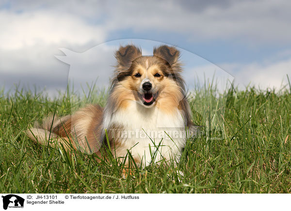 liegender Sheltie / JH-13101