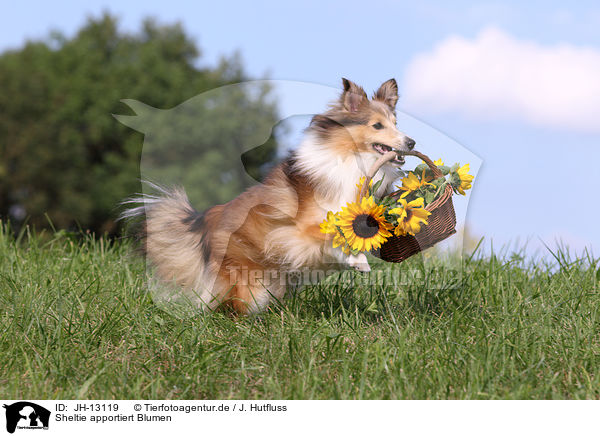 Sheltie apportiert Blumen / JH-13119