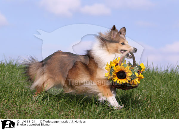 Sheltie apportiert Blumen / JH-13121