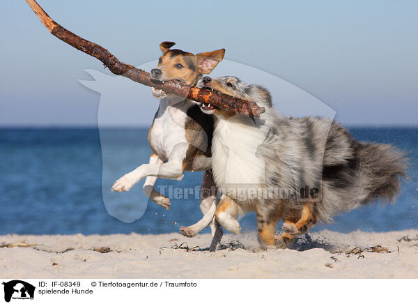 spielende Hunde / playing dogs / IF-08349