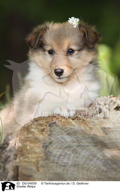 Sheltie Welpe / Shetland Sheepdog Puppy / DG-04659