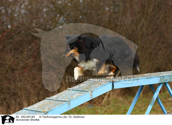 rennender Sheltie / DG-06195