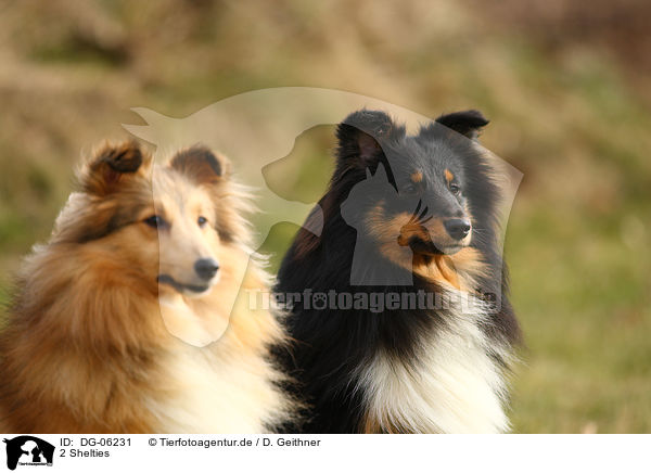 2 Shelties / DG-06231