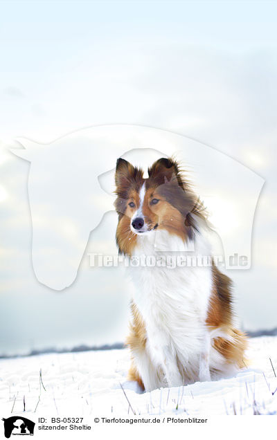 sitzender Sheltie / BS-05327