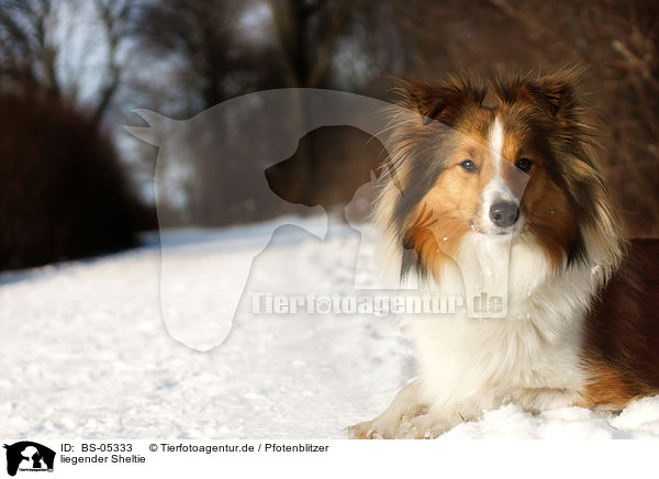 liegender Sheltie / BS-05333