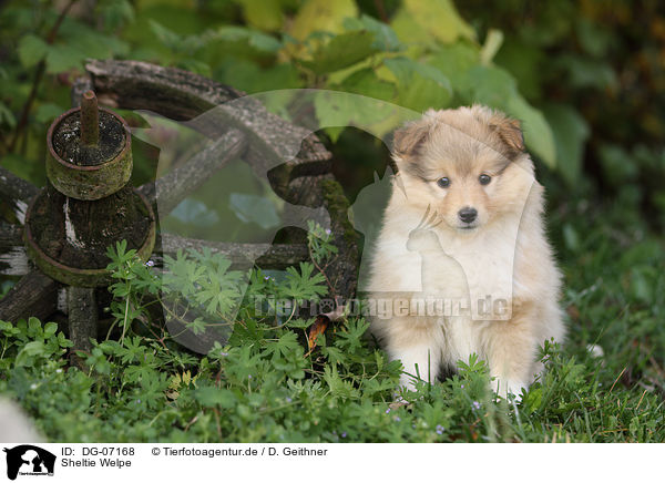 Sheltie Welpe / Shetland Sheepdog Puppy / DG-07168