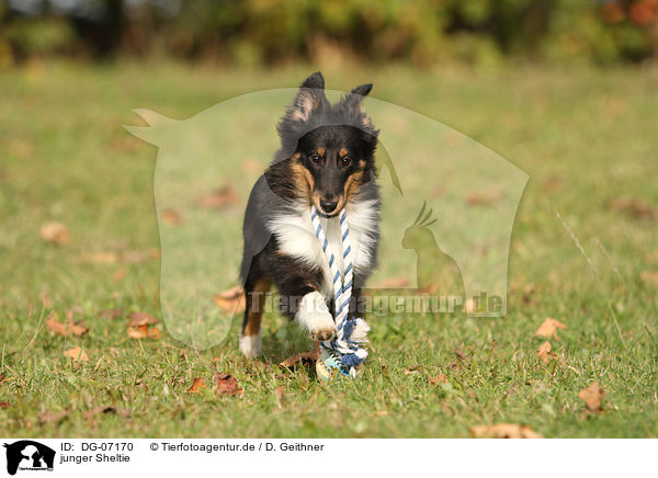 junger Sheltie / young Shetland Sheepdog / DG-07170