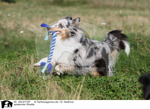 spielender Sheltie / playing Shetland Sheepdog / DG-07187