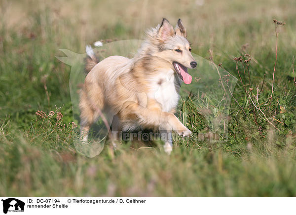 rennender Sheltie / running Shetland Sheepdog / DG-07194