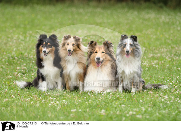 4 Hunde / DG-07213