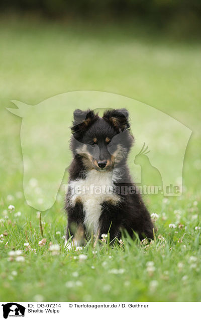Sheltie Welpe / Shetland Sheepdog Puppy / DG-07214