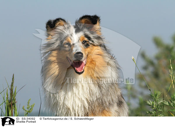 Sheltie Portrait / Shetland Sheepdog Portrait / SS-34092