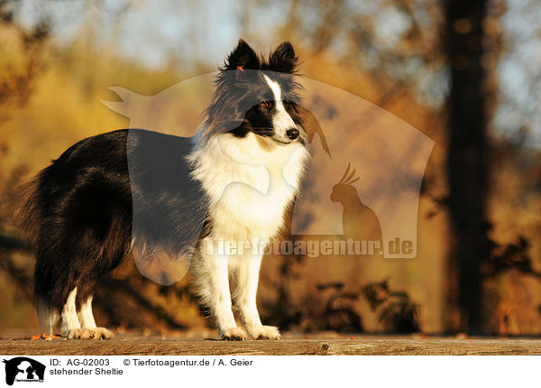 stehender Sheltie / standing Shetland Sheepdog / AG-02003