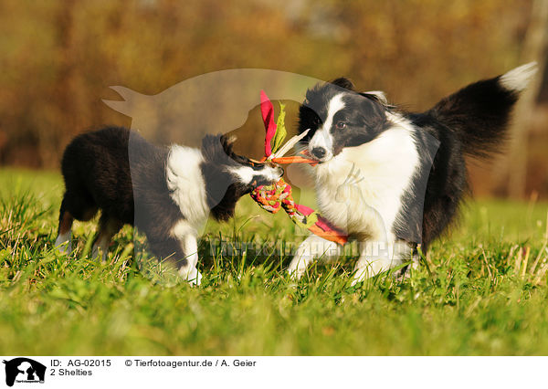 2 Shelties / AG-02015