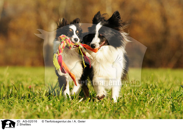 2 Shelties / 2 Shetland Sheepdogs / AG-02016
