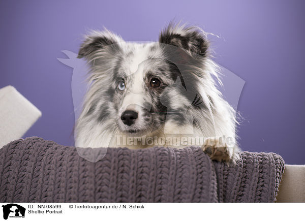 Sheltie Portrait / Shetland Sheepdog Portrait / NN-08599