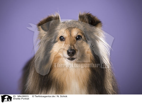 Sheltie Portrait / NN-08603