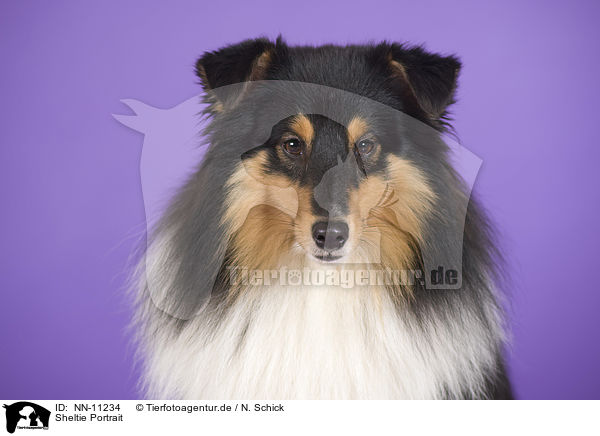 Sheltie Portrait / NN-11234