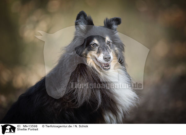 Sheltie Portrait / Shetland Sheepdog Portrait / NN-13598